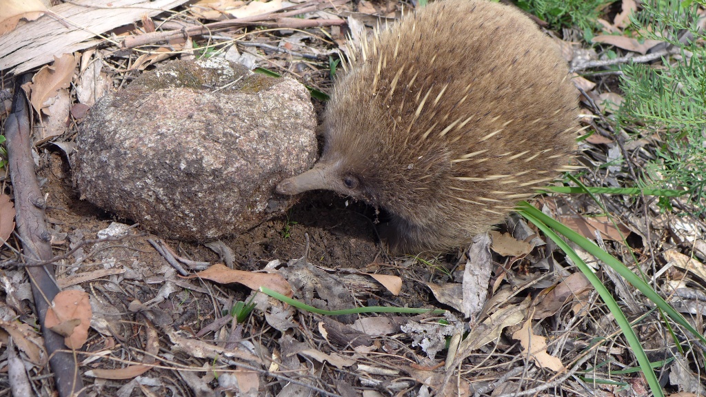 Unser Freund der Echidna, irgendwie erinnert er mich immer an Ronja Räubertochter image
