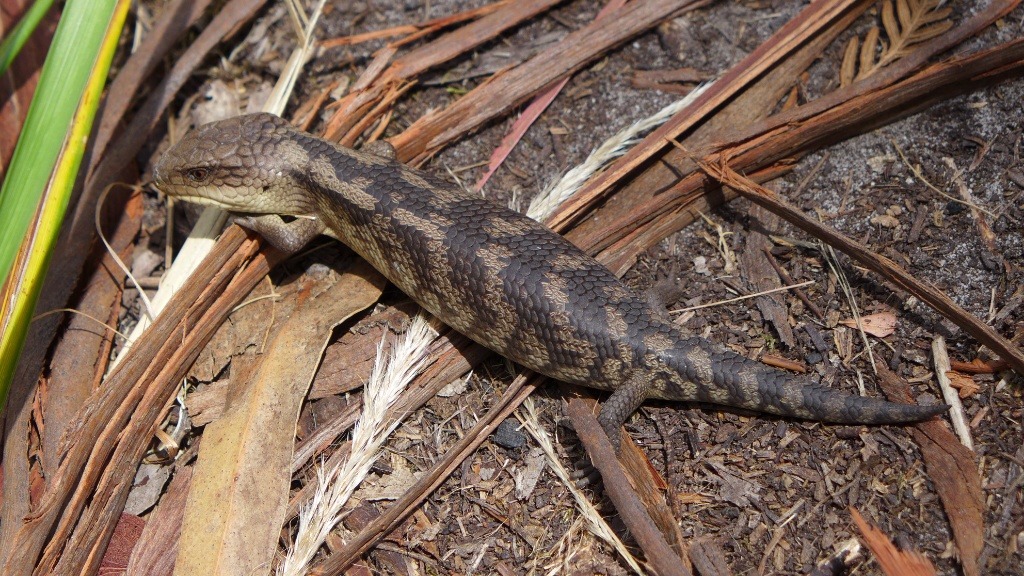 Ein blue tongue lizard image