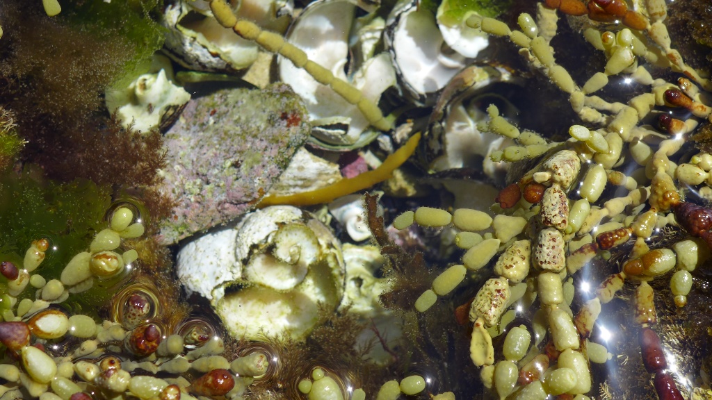 Natürliche kleine Aquarien image