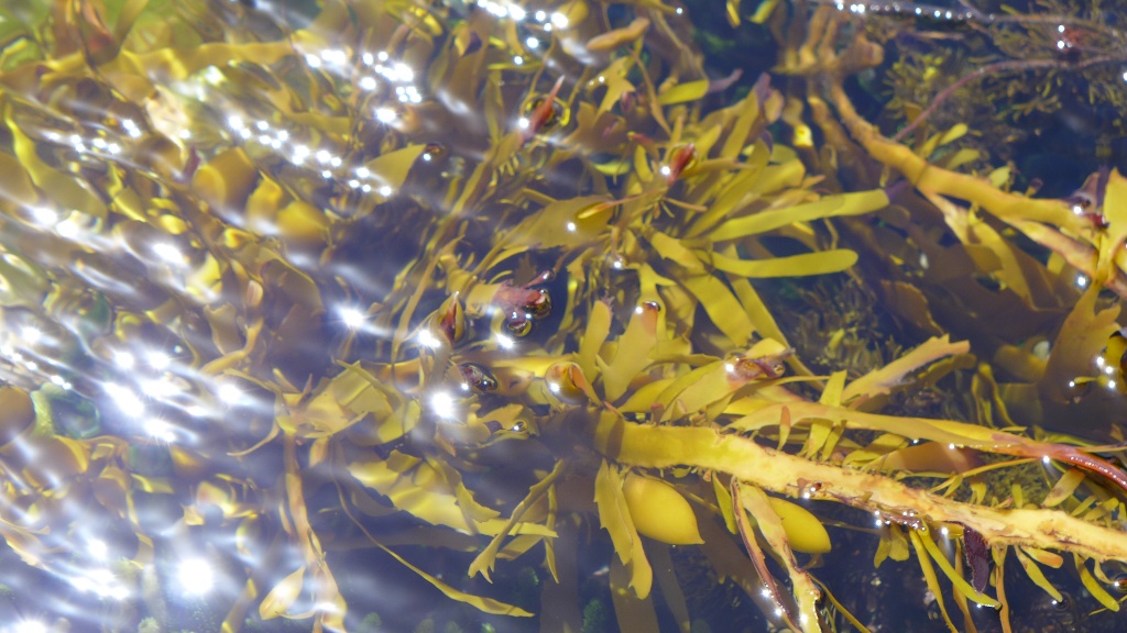 Spiel der Sonne image