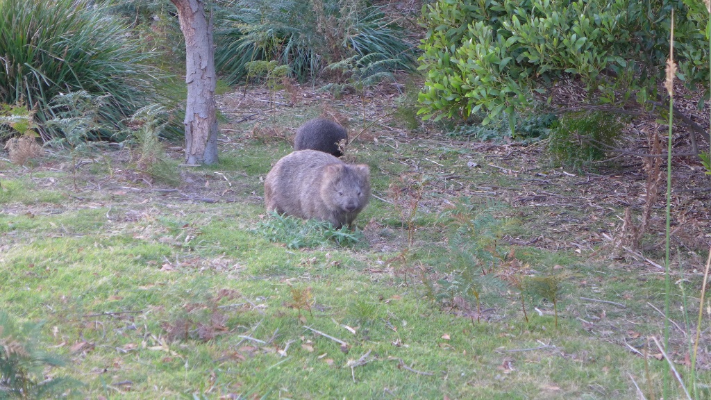 Wombat mit Nachwuchs image