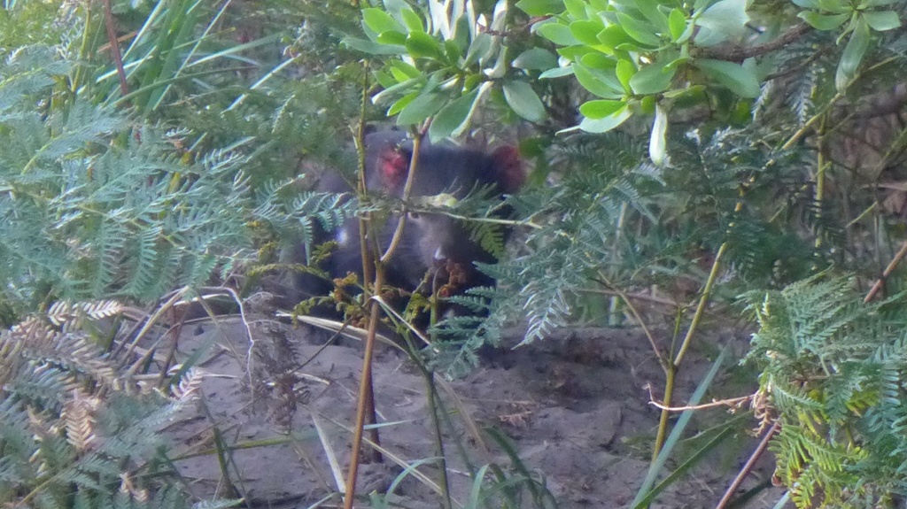 Der Beweis, es gibt den tasmanischen Teufel image