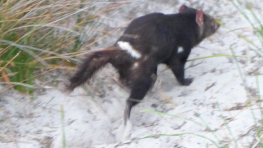 Ein Teufel auf der Flucht, leider etwas zu schnell für mich:-) image